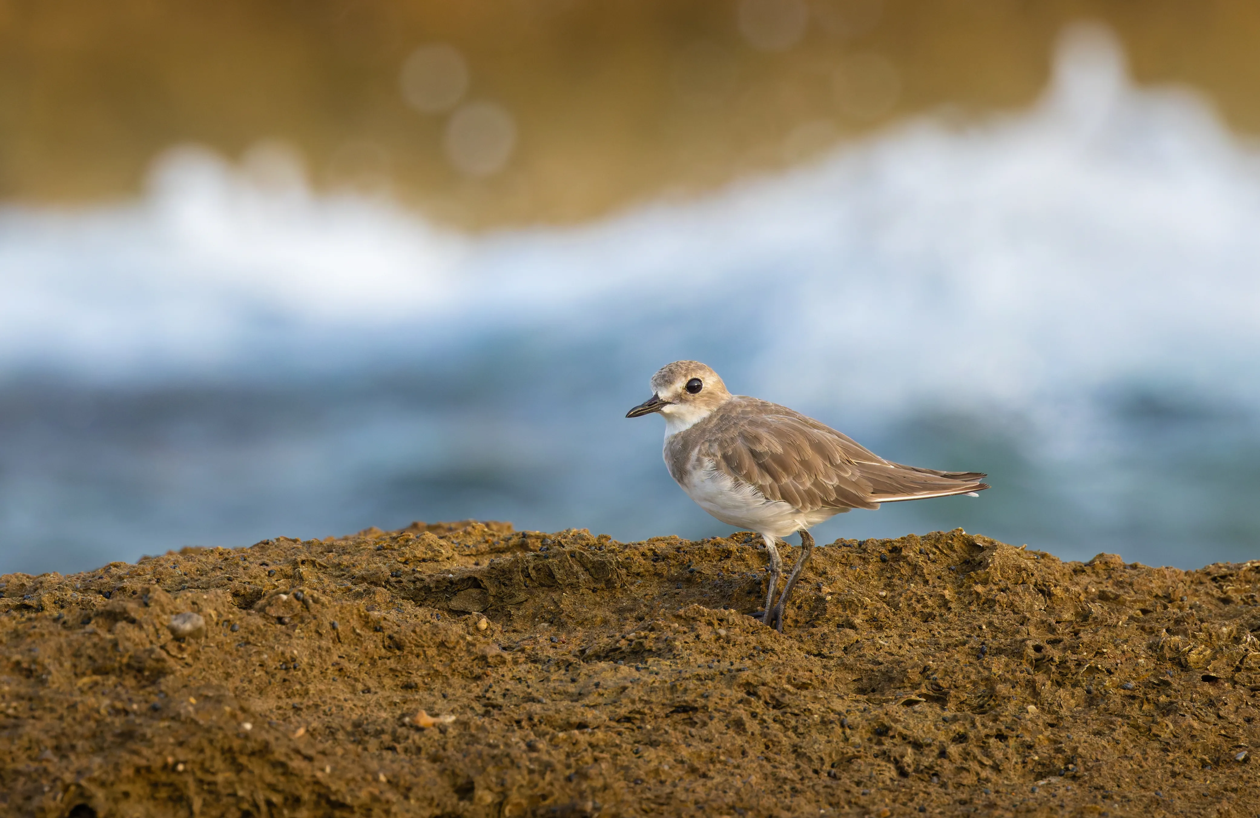 Wildlife image